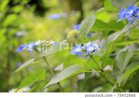 Fresh green of Kajuji Temple and hydrangea and flower buds in full bloom Fresh green of Kajuji Temple and hydrangea and flower buds in full bloom 78452666