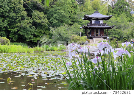 Fresh green of Kajuji Temple and hydrangea and flower buds in full bloom Fresh green of Kajuji Temple and hydrangea and flower buds in full bloom 78452681