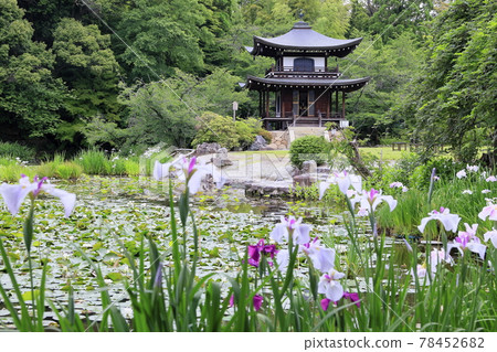 Fresh green of Kajuji Temple and hydrangea and flower buds in full bloom 78452682