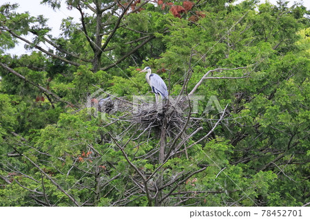 Fresh green of Kajuji Temple and hydrangea and flower buds in full bloom 78452701