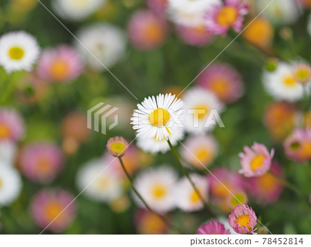 Quietly blooming Latin American fleabane (diagonal) Quietly blooming Latin American fleabane (diagonal) 78452814