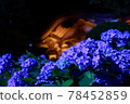 雲勝寺的繡球花 78452859