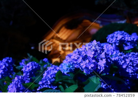 雲勝寺的繡球花 雲勝寺的繡球花 78452859