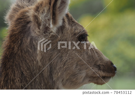 奈良公園鹿臉的特寫 奈良公園鹿臉的特寫 78453112