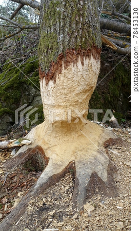 A tree trunk by the lake gnawed by beavers. A tree trunk by the lake gnawed by beavers. 78453130