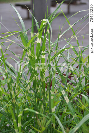 Takanoha Susuki Takanoha Susuki 78453230