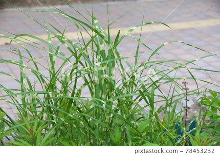 Takanoha Susuki 78453232