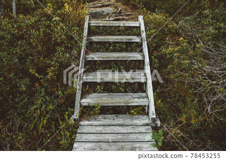 A wooden staircase in an enchanted forest 78453255