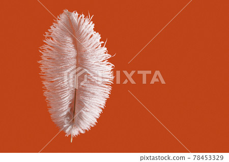 Ostrich feather over bright orange background 78453329