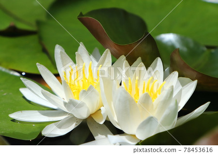 志和松島園睡蓮 2021 78453616