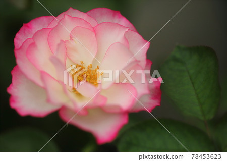 Hanamaki Onsen Rose Garden 2021 Hanamaki Onsen Rose Garden 2021 78453623