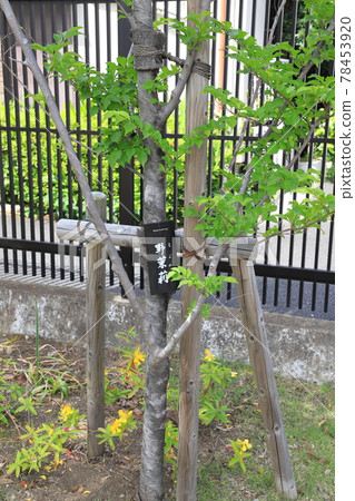 Styrax japonicum young tree Styrax japonicum young tree 78453920