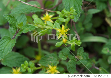 Komochiman'nengusa Komochiman'nengusa 78454084