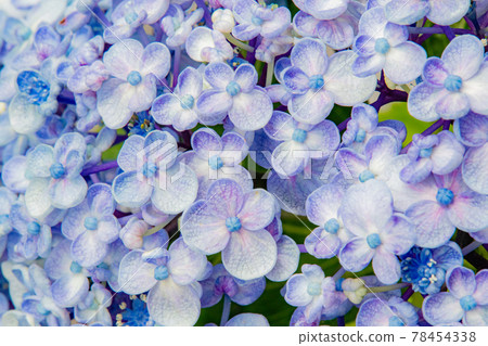 圓花瓣的宇津繡球花 78454338