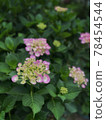 hydrangea   78454544