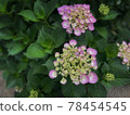  hydrangea 78454545