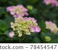 Hydrangea in the garden 78454547