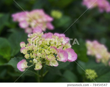 Hydrangea in the garden 78454547