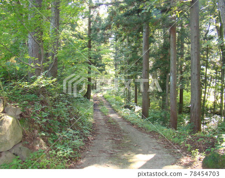Cicada Shigure Path 78454703