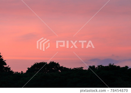 森林和夕陽的天空 78454870