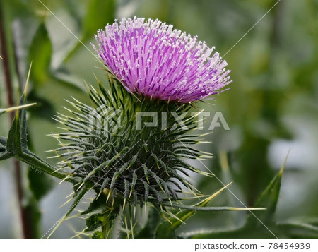 American onion 78454939