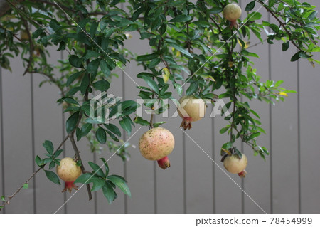 Pomegranate / Pomegranate / Pomegranate ~ Pomegranate ~ Pomegranate / Pomegranate / Pomegranate ~ Pomegranate ~ 78454999