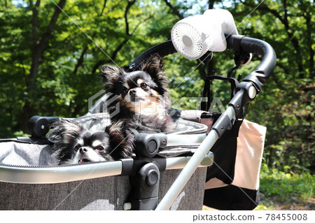 Dog pet cart Chihuahua heat stroke measures summer Dog pet cart Chihuahua heat stroke measures summer 78455008