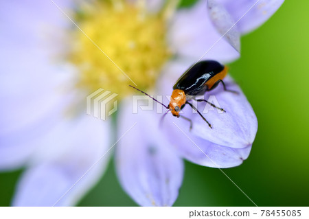 黑蛤蜊 黑蛤蜊 78455085