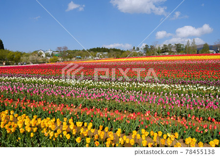 Idyllic village tulip 78455138