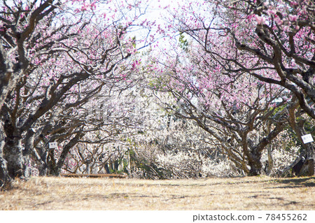 岡崎南公園梅花隧道 岡崎南公園梅花隧道 78455262