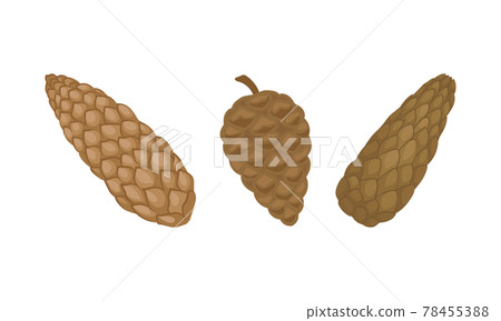 Brown Mature Pine Cone with Spirally Arranged Scales Vector Set. Brown Mature Pine Cone with Spirally Arranged Scales Vector Set. 78455388