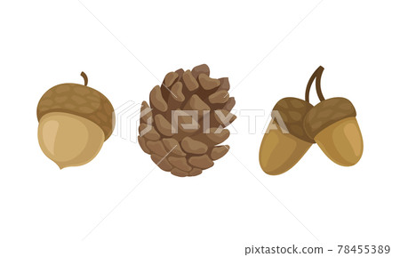 Fir or Pine Cones and Acorns as Seed Containing Plant Part Vector Set Fir or Pine Cones and Acorns as Seed Containing Plant Part Vector Set 78455389