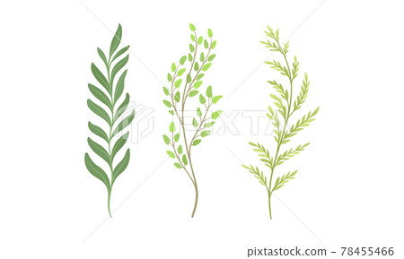 Sprigs and Twiglets with Green Leaves as Botanical Foliage Vector Set Sprigs and Twiglets with Green Leaves as Botanical Foliage Vector Set 78455466