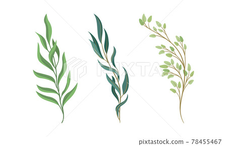 Sprigs and Twiglets with Green Leaves as Botanical Foliage Vector Set Sprigs and Twiglets with Green Leaves as Botanical Foliage Vector Set 78455467