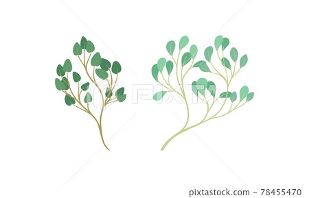 Sprigs and Twiglets with Green Leaves as Botanical Foliage Vector Set 78455470