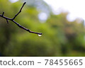 Dew on a tree branch 78455665