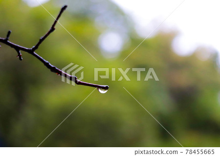 Dew on a tree branch Dew on a tree branch 78455665