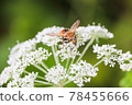 Bee sucking honey of white flower 78455666