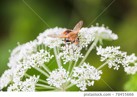 Bee sucking honey of white flower Bee sucking honey of white flower 78455666