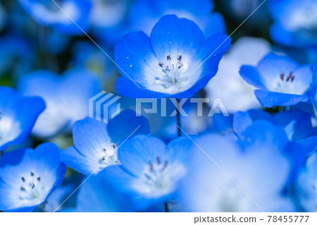 《Ibaraki Prefecture》 Nemophila Hill / Hitachi Seaside Park 78455777