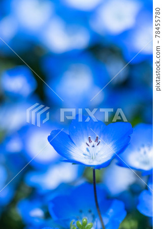 《茨城縣》 Nemophila Hill / 日立海濱公園 78455780