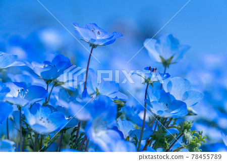 《Ibaraki Prefecture》 Nemophila Hill / Hitachi Seaside Park 78455789