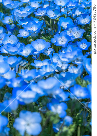 《茨城縣》 Nemophila Hill / 日立海濱公園 《茨城縣》 Nemophila Hill / 日立海濱公園 78455790