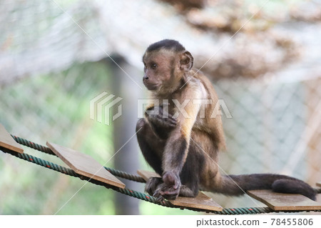 Close up The red monkey stop Close up The red monkey stop 78455806