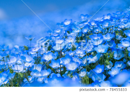 《茨城縣》 Nemophila Hill / 日立海濱公園 78455833
