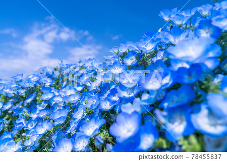 《Ibaraki Prefecture》 Nemophila Hill / Hitachi Seaside Park 《Ibaraki Prefecture》 Nemophila Hill / Hitachi Seaside Park 78455837