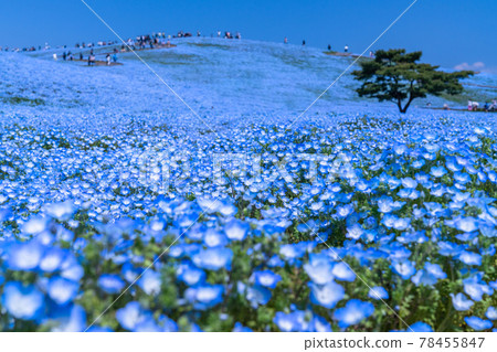 《Ibaraki Prefecture》 Nemophila Hill / Hitachi Seaside Park 78455847