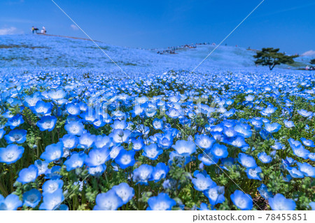 《Ibaraki Prefecture》 Nemophila Hill / Hitachi Seaside Park 78455851