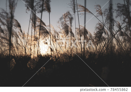 Sky Park Reeds and Sunset 78455862