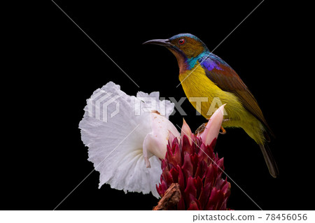 [Wild bird] Male brown-throated sunbird black background 78456056